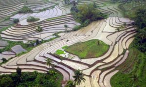 rice terraces Bohol Philippines