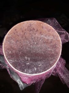 Mosquito Control