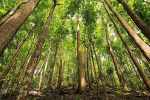 Loboc Bilar Man Made Forest Bohol Philippines Tourist Attraction 0005